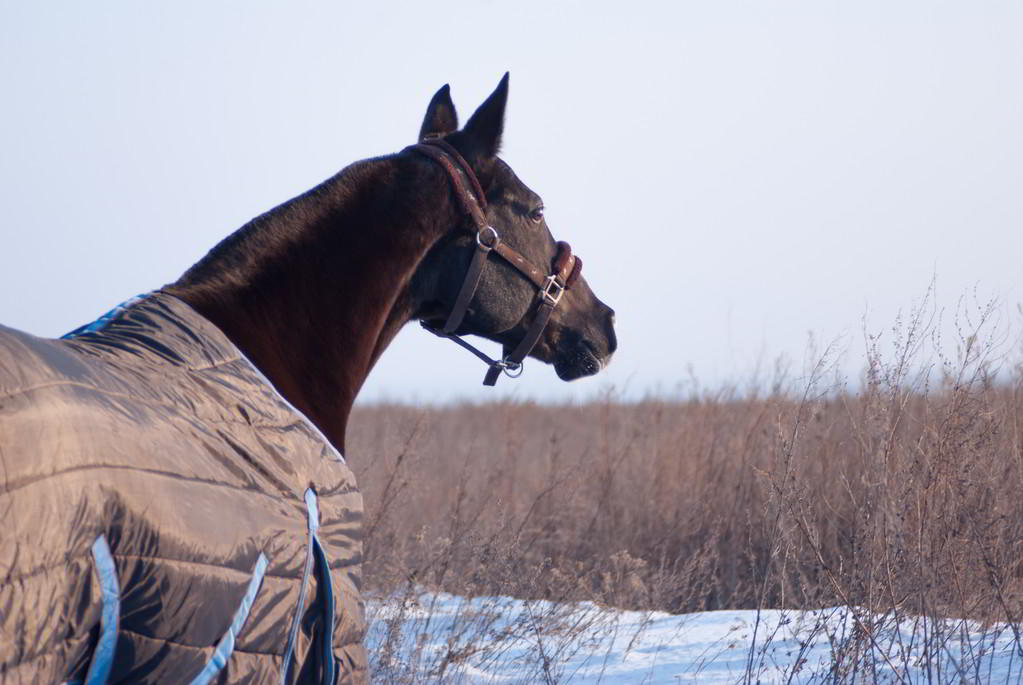 Cómo duermen los caballos: de  pie
