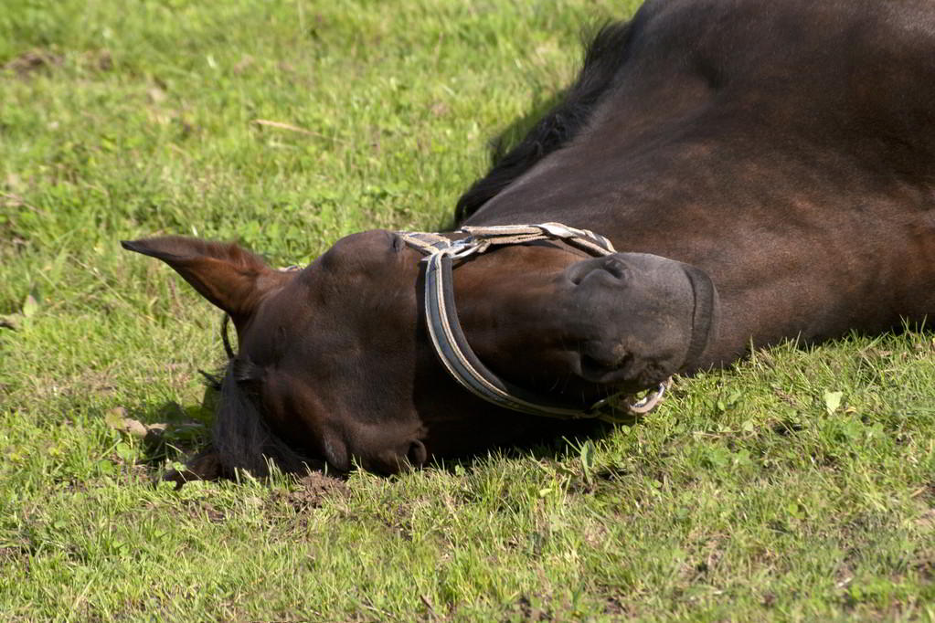 Cómo duermen los caballos:  acuestan para dormir una siesta