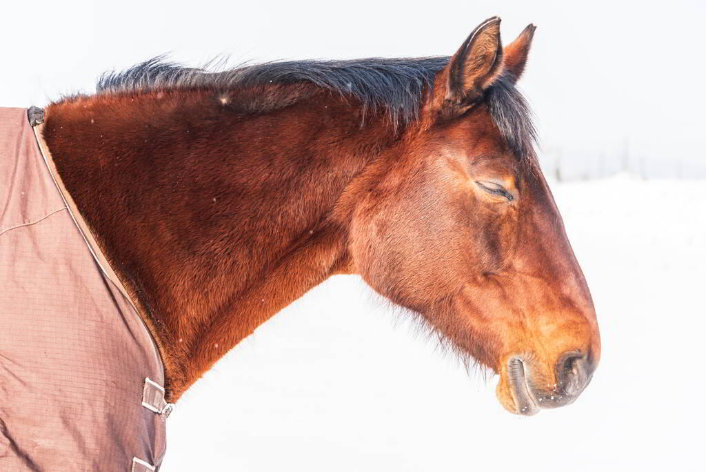 ¿Cómo duermen los caballos?