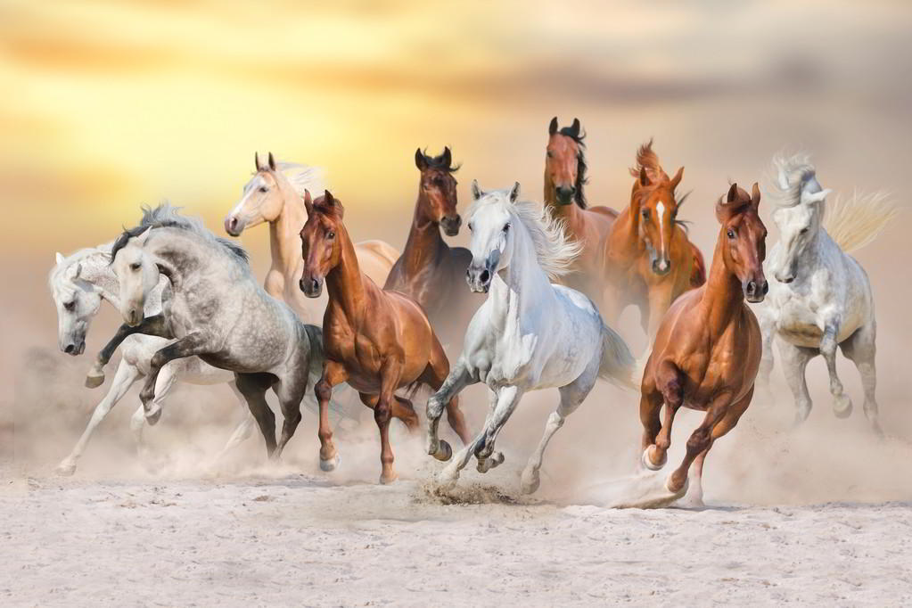 Qué sonido hace el caballo