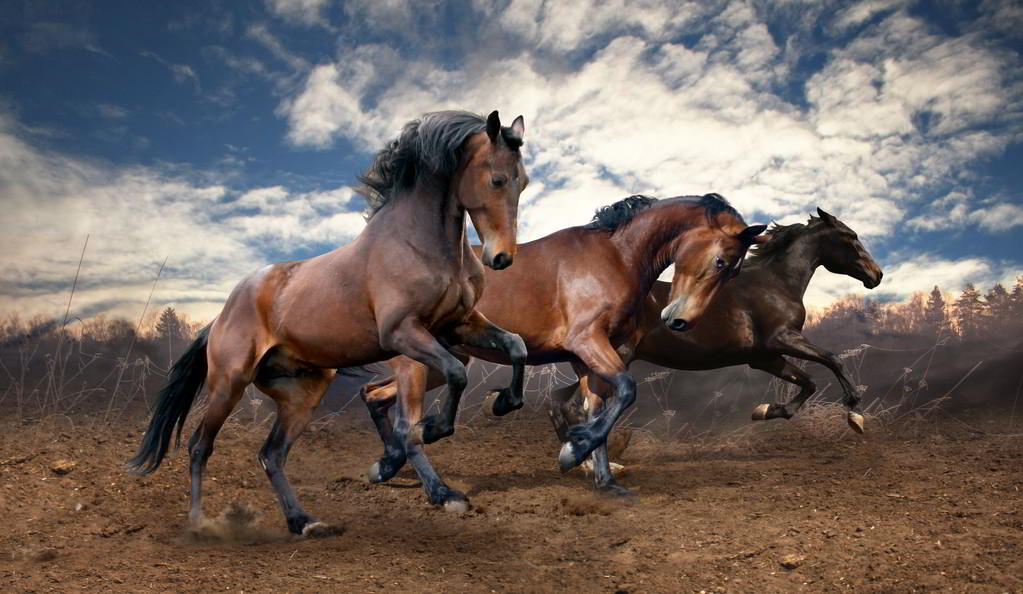 Qué sonido hace el caballo: Whinny, neigh o relincho
