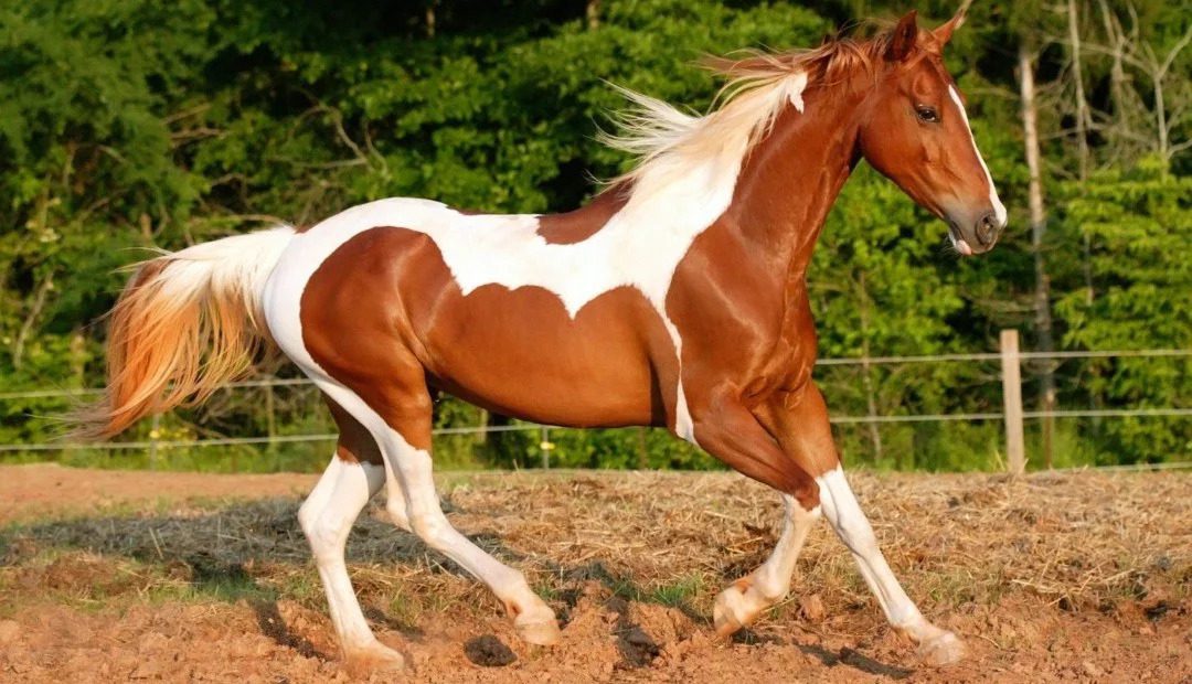 ¿Cuál es el caballo más rápido del mundo? Caballo Pinto