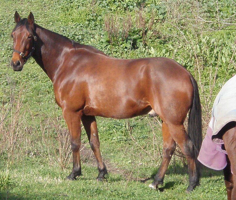 ¿Cuál es el caballo más rápido del mundo? Standardbred