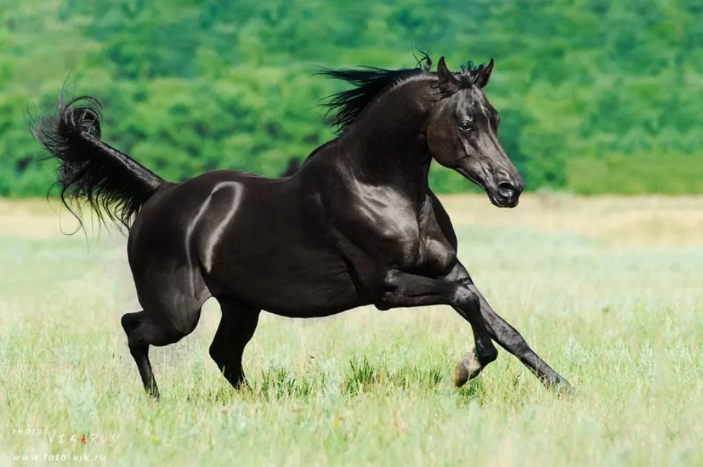 caballo Andaluce