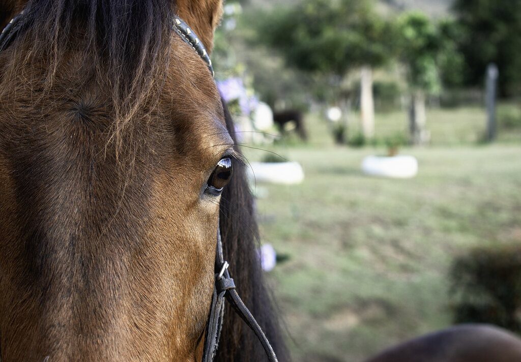 El mejor desparasitante para caballos