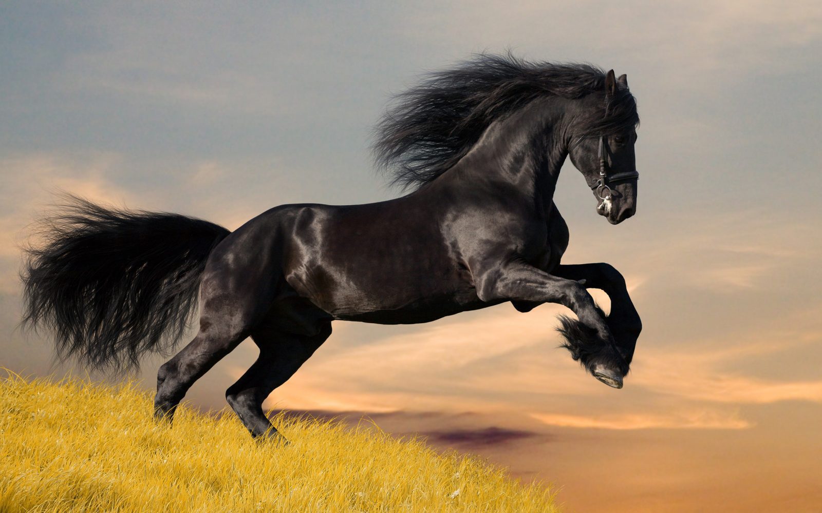 ¿Cuál es el caballo más rápido del mundo? Mustang