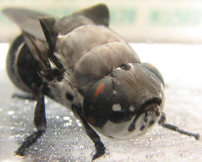 Larvas de moscas