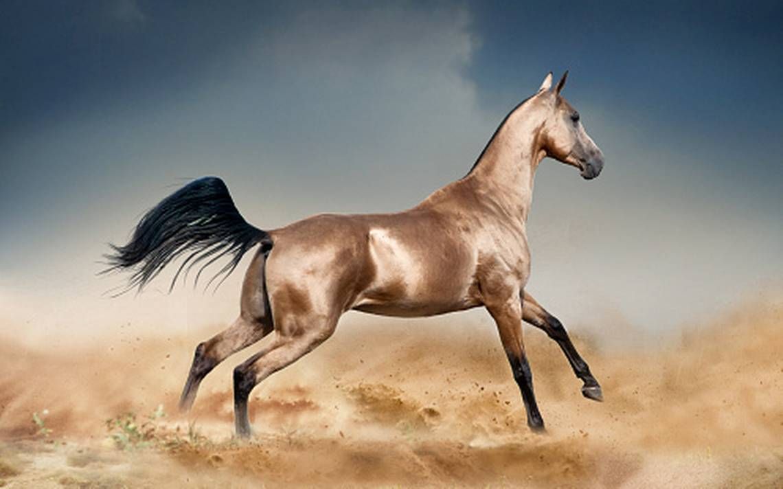 ¿Cuál es el caballo más rápido del mundo? Akhal-Teke