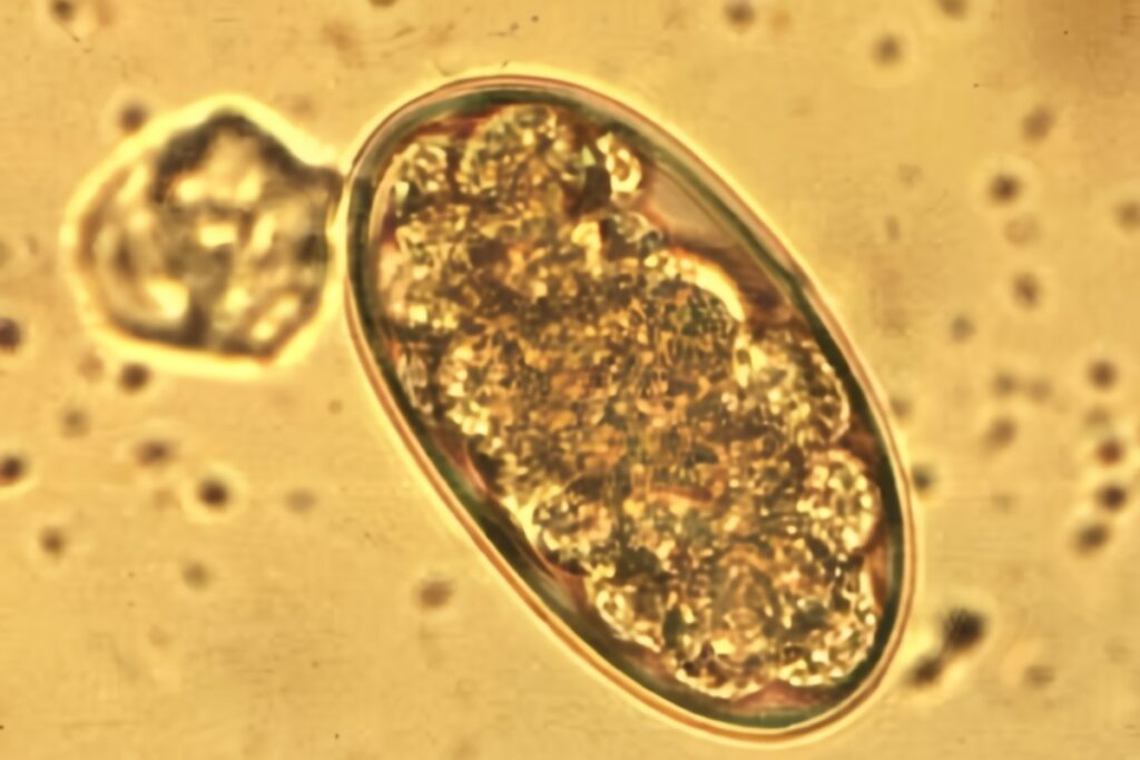 Strongles (strongylus)