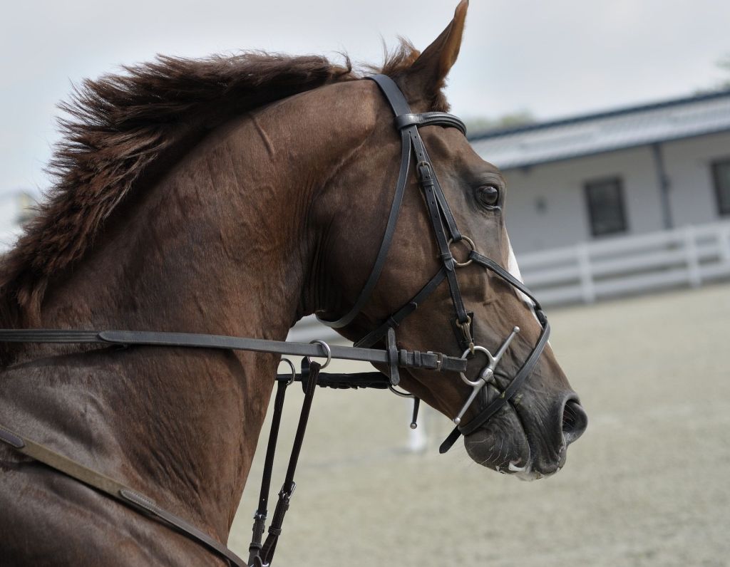 ¿Cuál es el caballo más rápido del mundo?